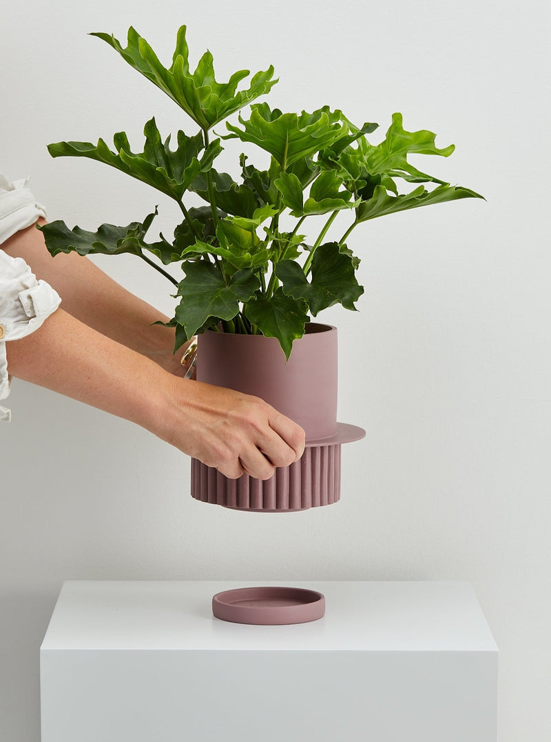 Musk Roma designer planter in hand with tray