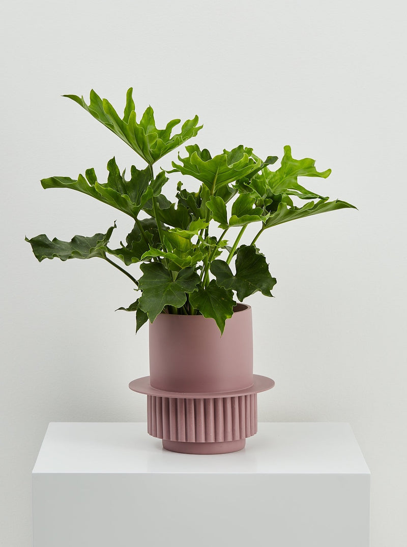 Musk Roma designer pot with plant