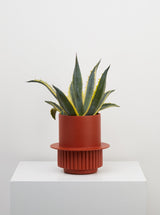 Terracotta Roma designer pot with plant