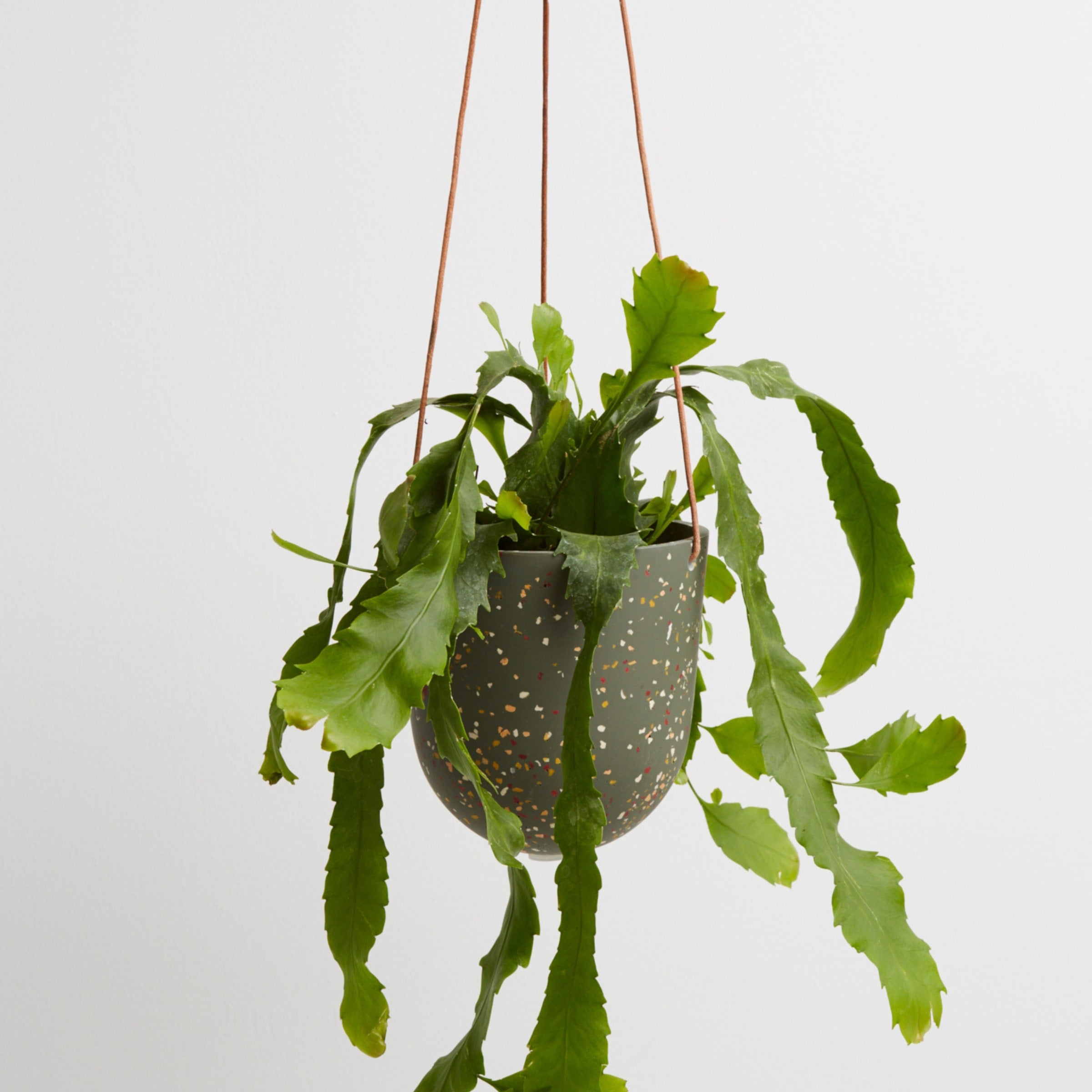 agave terrazzo hanging pots with plant