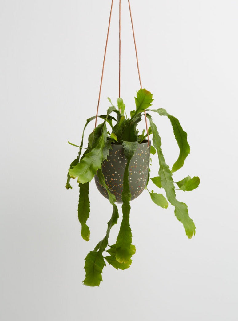agave terrazzo hanging pots with plant