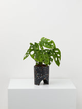 Small Archie Pot black Terrazzo pot With plant