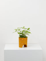 Small Archie Pot Golden Terrazzo pot With plant