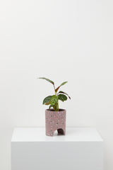 Small Archie Pot Musk Terrazzo pot With plant