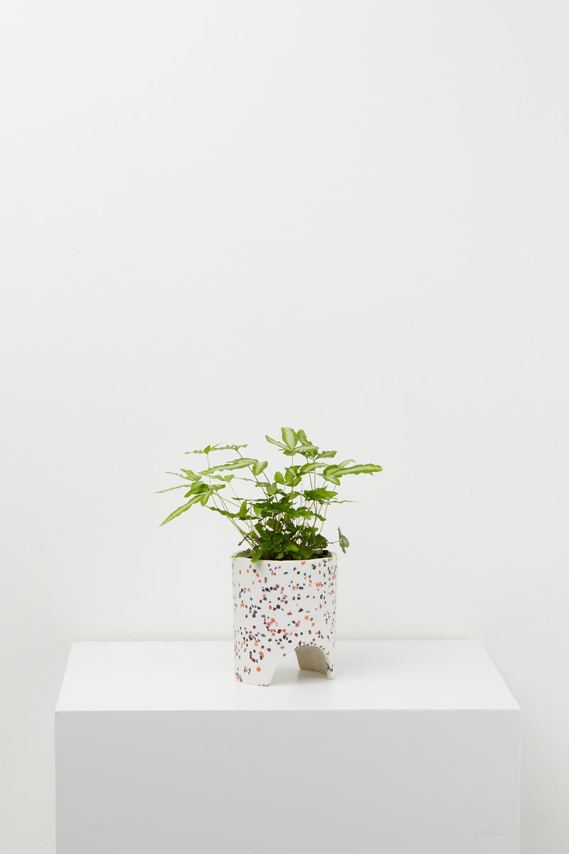 Small Archie Pot White Terrazzo pot With plant