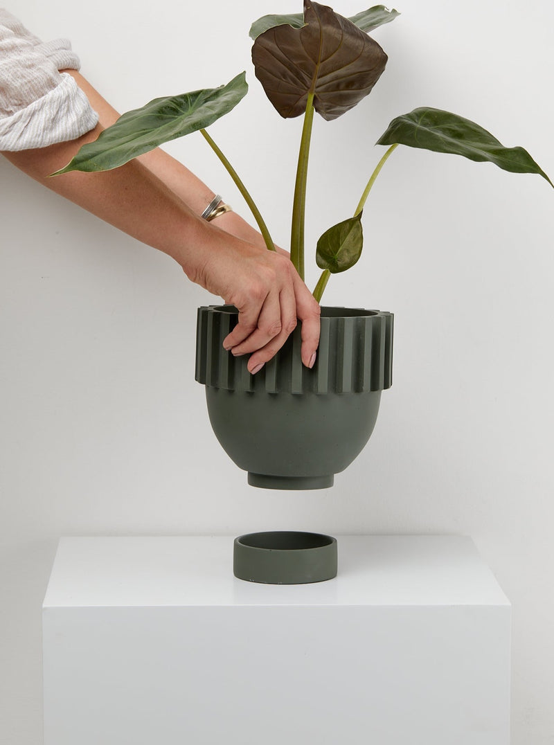 Agave Solstice plant Pot in hand With tray