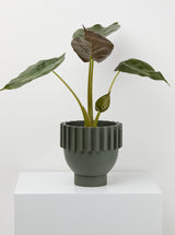 Agave Solstice Pot With plant