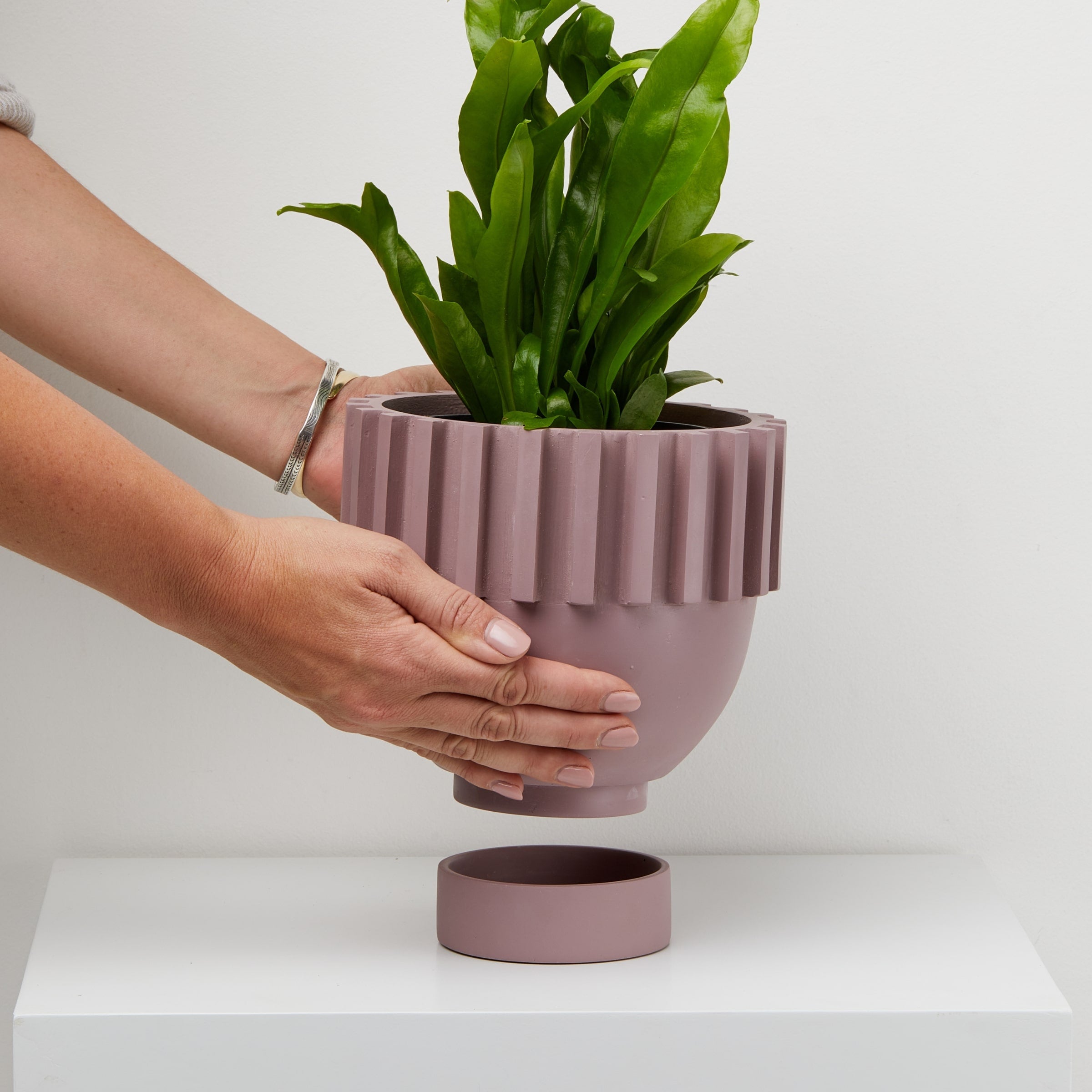 Musk Solstice plant Pot in hand With tray