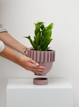 Musk Solstice plant Pot in hand With tray