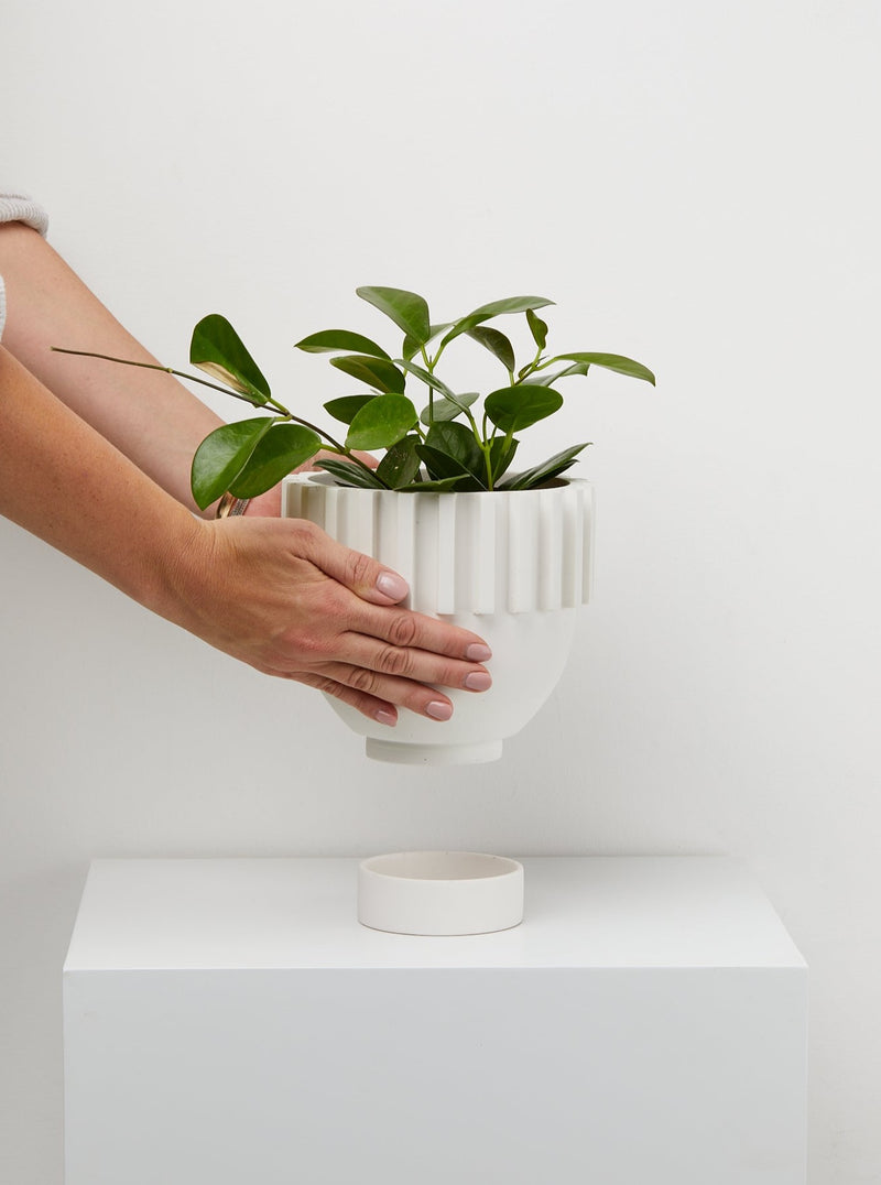 White Solstice plant Pot in hand With tray