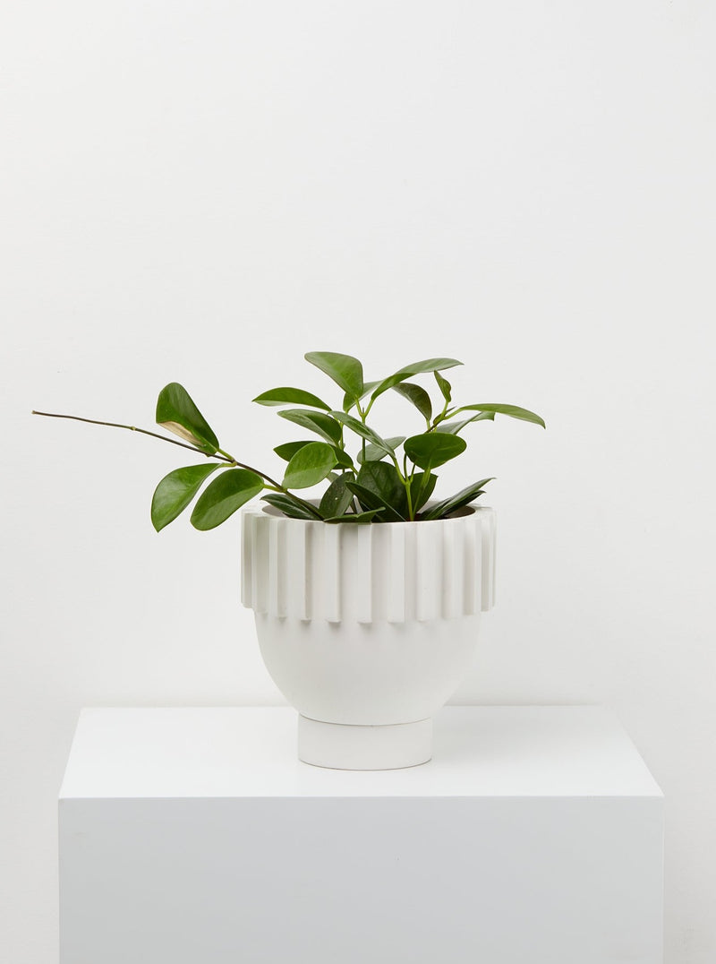 white Solstice Pot With planter