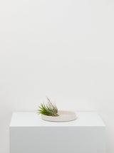 Specked Tray Medium White Clay Speckle with plant