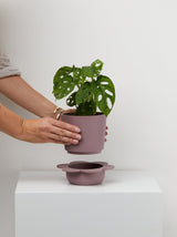 Musk indoor plant pots with tray